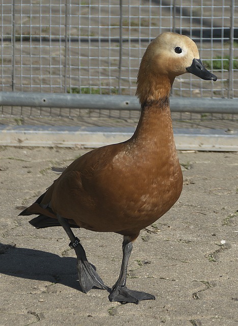 诗沣都已习